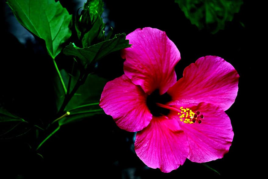 Flower, Hibiscus, Bloom, Blossom, Botany, Nature, Petals, Growth, Pink Hibiscus, plant, close-up