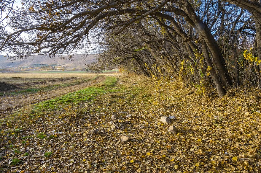Field, Meadow, Trees, Leaves, Foliage, Shiraz, Iran, Nature
