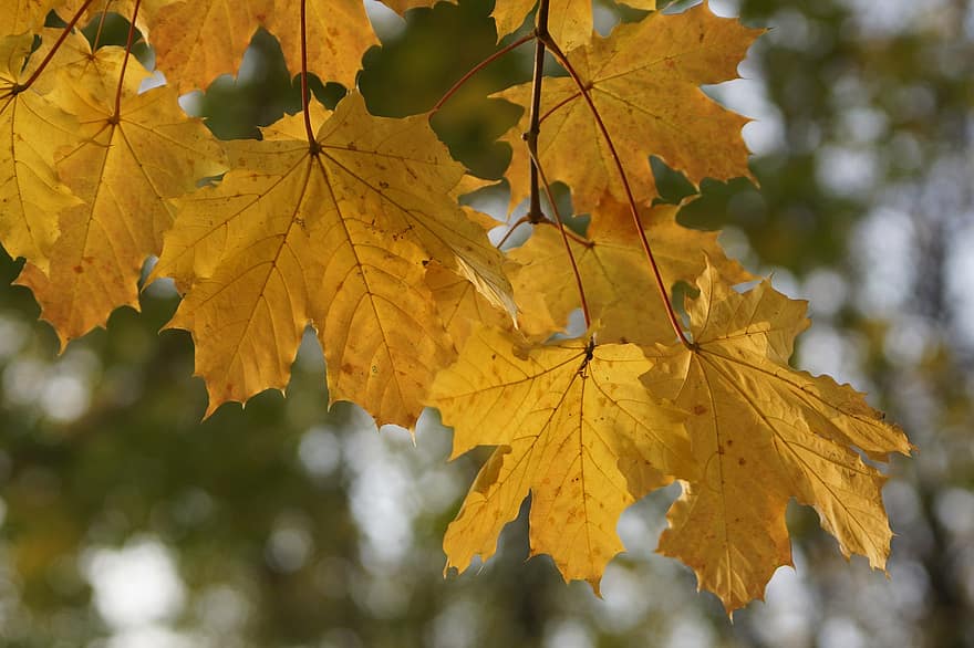 осінь, листя, осінні листки, осіннє листя, осінні кольори, осінній сезон, опале листя, жовте листя