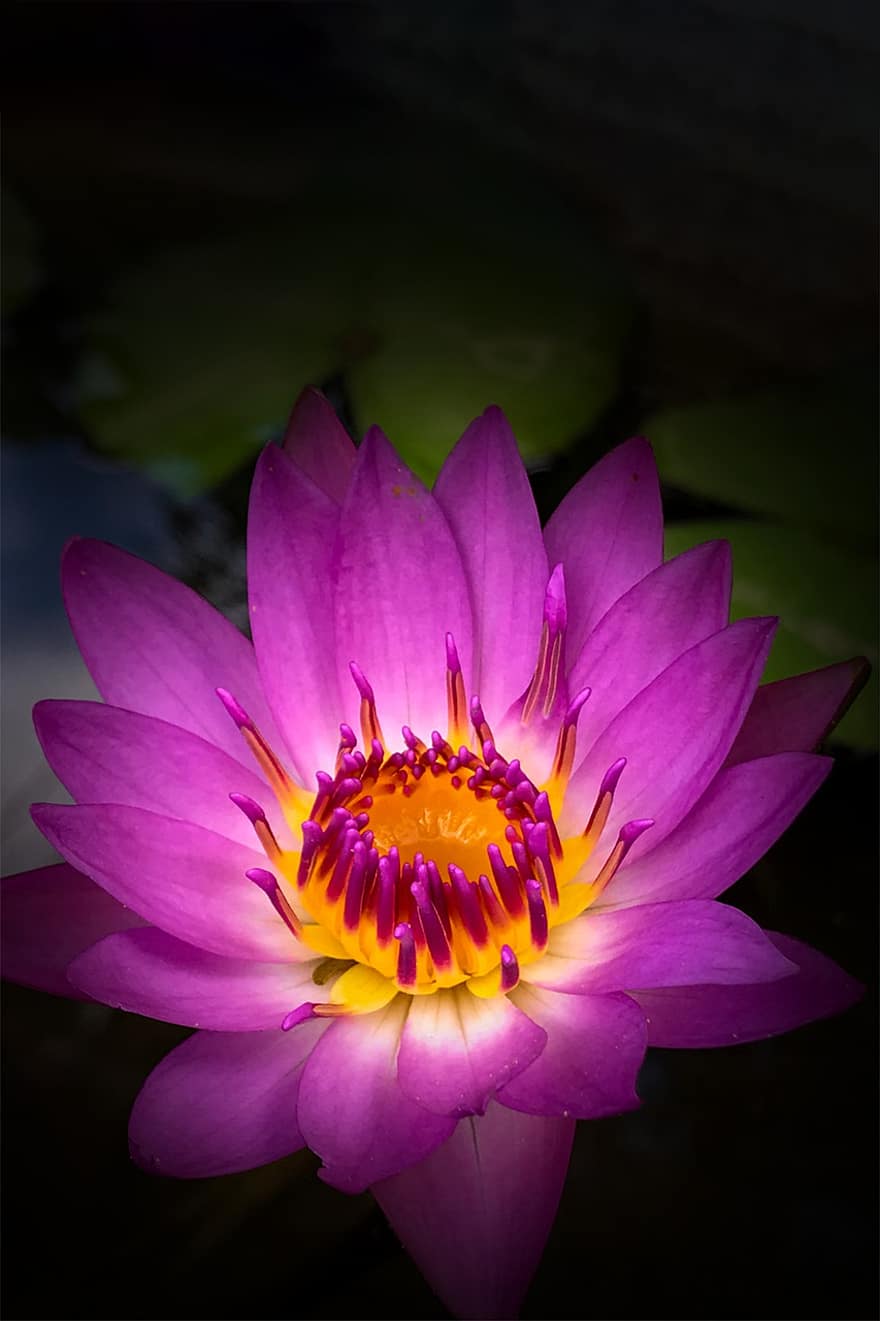 Lotusa zieds, ūdensroze, lilijas spilventiņi, dīķis, zied, zieds, purpura zieds, purpura ziedlapiņas, lotoss, ūdens augiem, ūdens