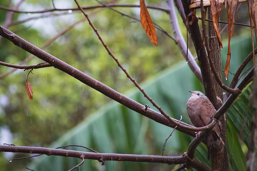 Bird, Ruddy Ground Dove, Plumage, Rain, Pity, Wet, Drops
