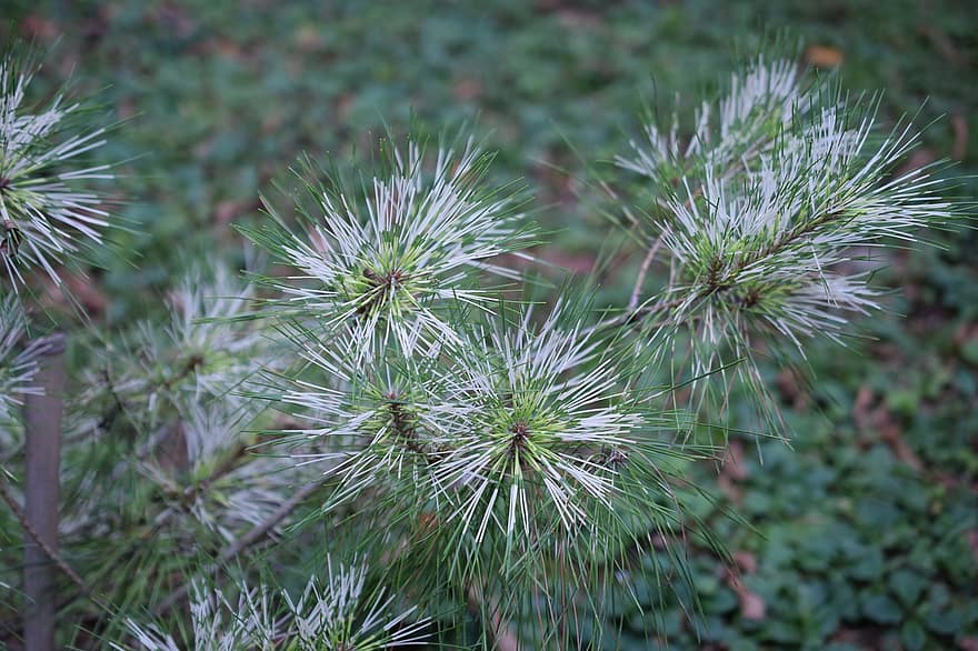 estrellas, pino, Pinus Echinata, árbol, rama, verde, Foto de la naturaleza