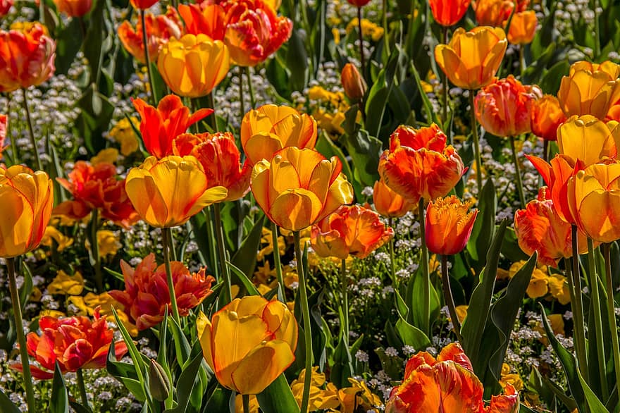 tulipanes, primavera, planta ornamental, lirios, jardín, campo de tulipanes, vistoso, prado de tulipanes