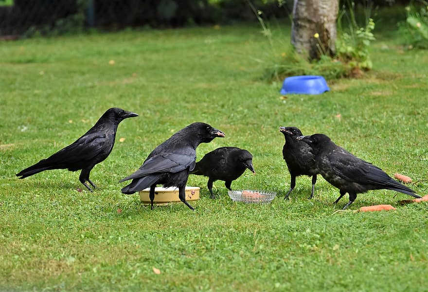 Ravn, kråke, ravnfugl, fugl, felles ravn, jackdaw, carrion crow, svart