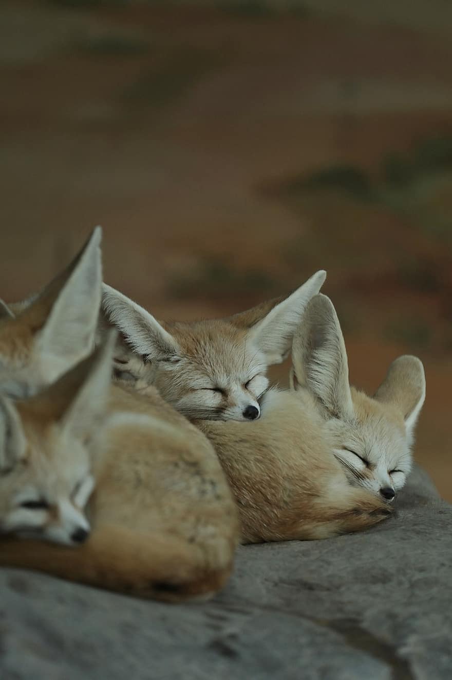 zorro, animal, zoo, fotografía de vida silvestre, mundo animal, dormir