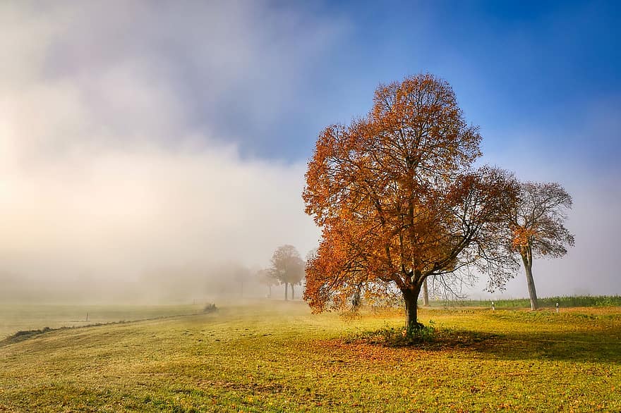 træ, natur, tåge, sæson, efterår, eng