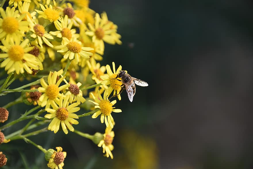 бджола, комаха, квіти, пелюстки, Рослина