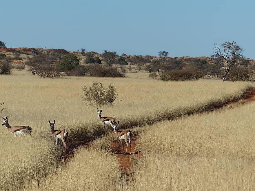 سبرينج بوكس ، الحيوانات البرية ، مرج، مرعى، أرض معشوشبة ، المراعي ، محمية طبيعية ، ناميبيا ، كالهاري