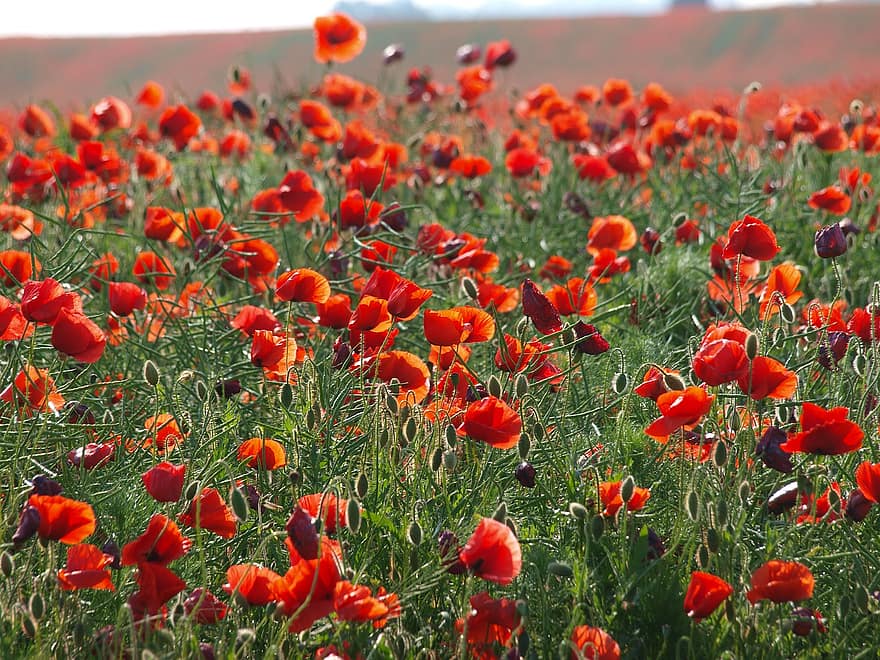 Poppy, Poppy Field, Meadow, Red Flowers, Nature, Flowers, flower, summer, plant, rural scene, green color
