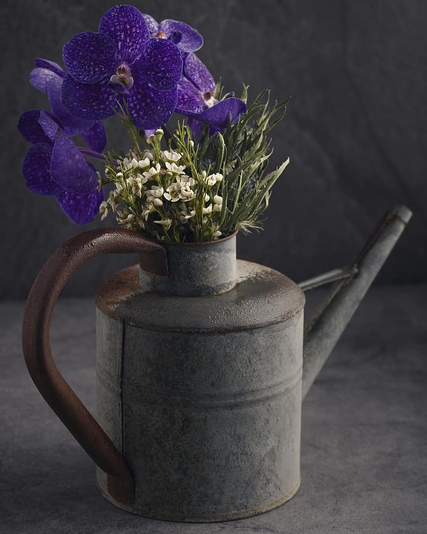 Flowers, Watering Can, Still Life, Orchids, Decoration, Decor, Bloom, Blossom
