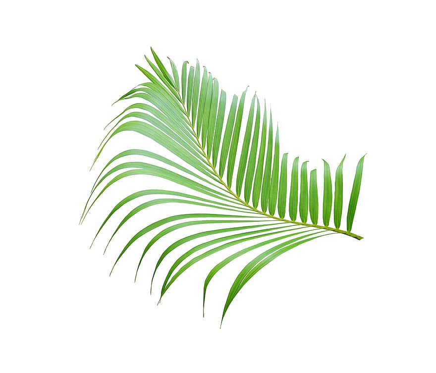Palme, Blatt, tropisch, Pflanze, Natur, Baum, exotisch, Kokosnuss, Botanik, Wedel, Sommer-