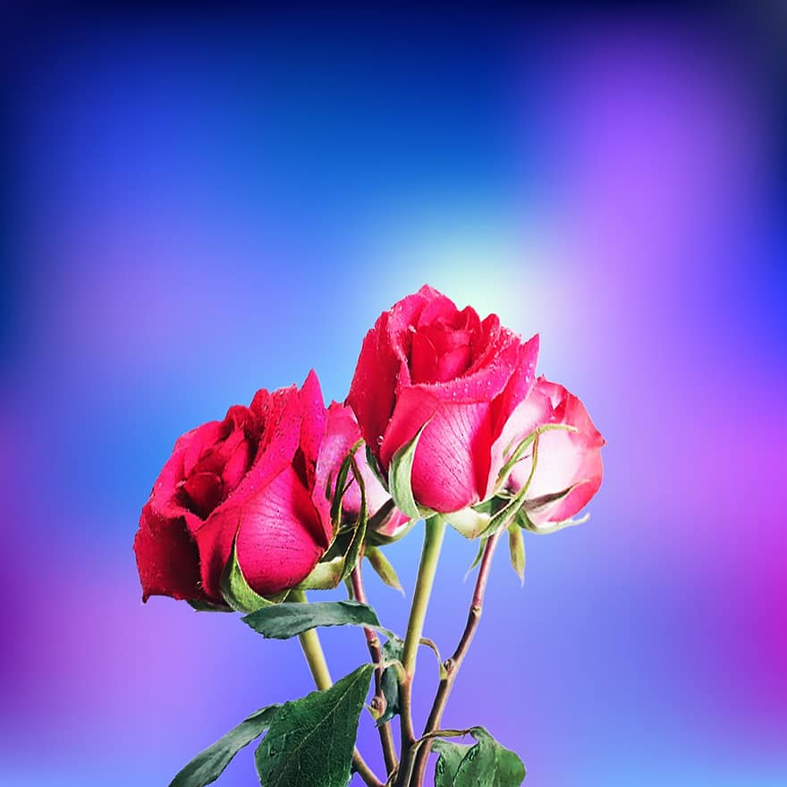 rózsák, vörös rózsák, piros virágok, virágszirom, virág, közelkép, növény, románc, levél növényen, virágfej, frissesség