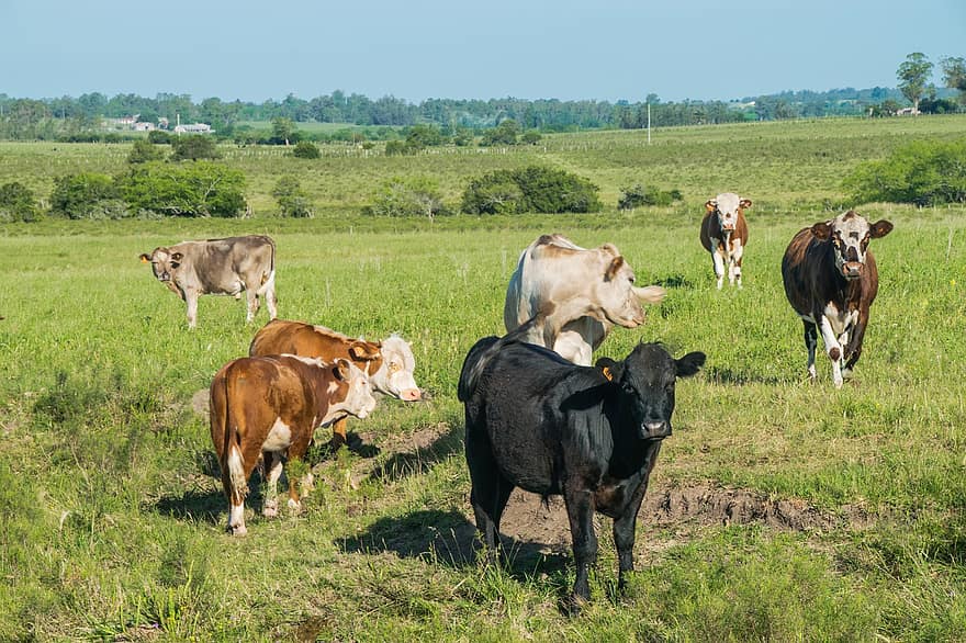 Kühe, Rinder, Vieh, Bauernhof, Tiere, Rinder-, Natur, Säugetiere, Landwirtschaft, ländlich, Landschaft