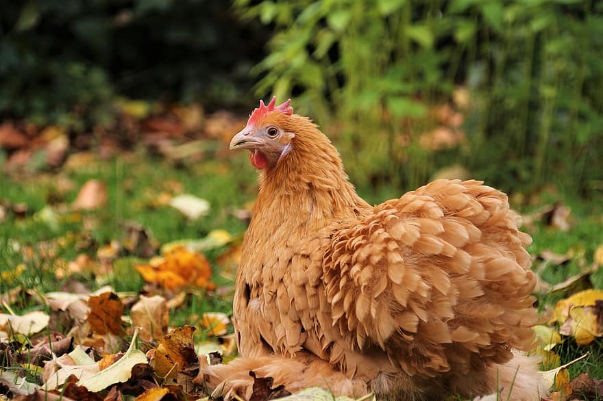induk ayam, ayam, burung, unggas, hewan, halaman pertanian