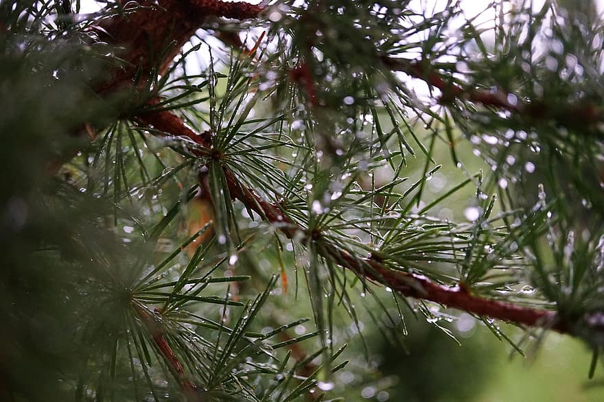 làrix, arbre, naturalesa, branca, verd, agulles, gotes de pluja