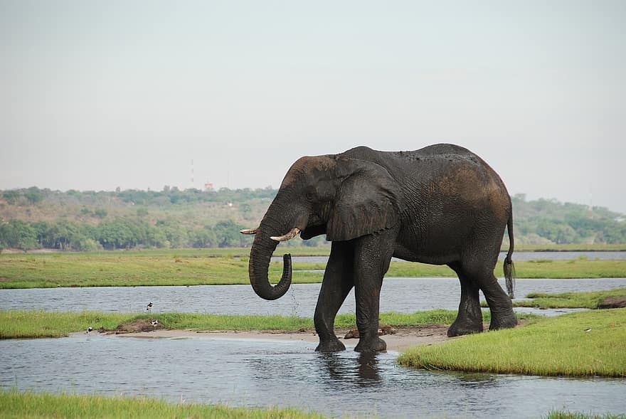 слон, води, купання, стовбур, бивні, Слоновий хобот, бивні слона, пахідерма, велика тварина, великі ссавці, тварина