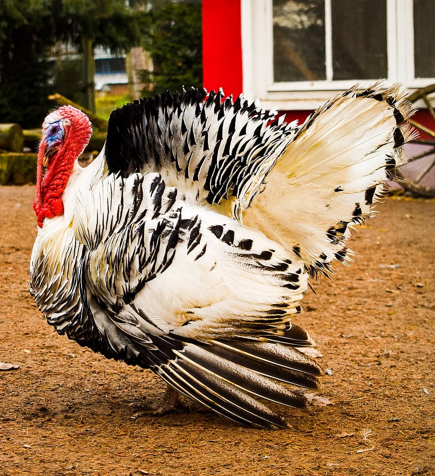 Turkey, Farm Animal, Coop, Poultry, Bird, feather, farm, beak, chicken, livestock, cockerel
