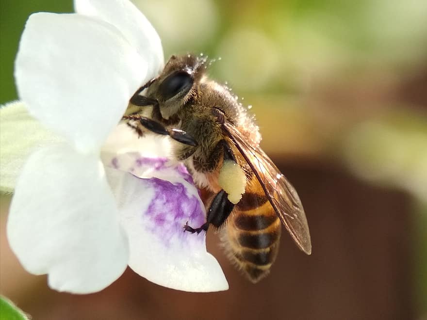 मधुमक्खी, फूल, एक फूल पर मधुमक्खी पर्च