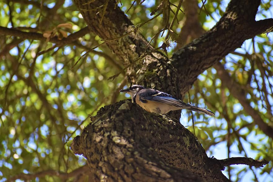 Blue Jay, Songbird, Nature, Bird, Tree, Domestic, Wildlife, Colorful, Backgrounds, Beak, Chirping