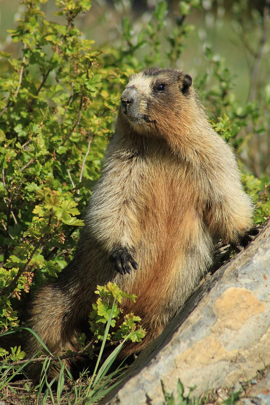 marmot, dier, weide, Olympische Marmot, knaagdier, zoogdier, dieren in het wild, fauna, natuur