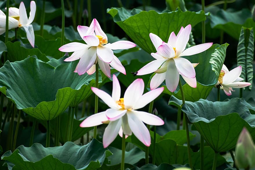 Flowers, Lotus, Leaves, Pond, Nature, Blossom, Bloom, Plant, Water, Garden, Floral