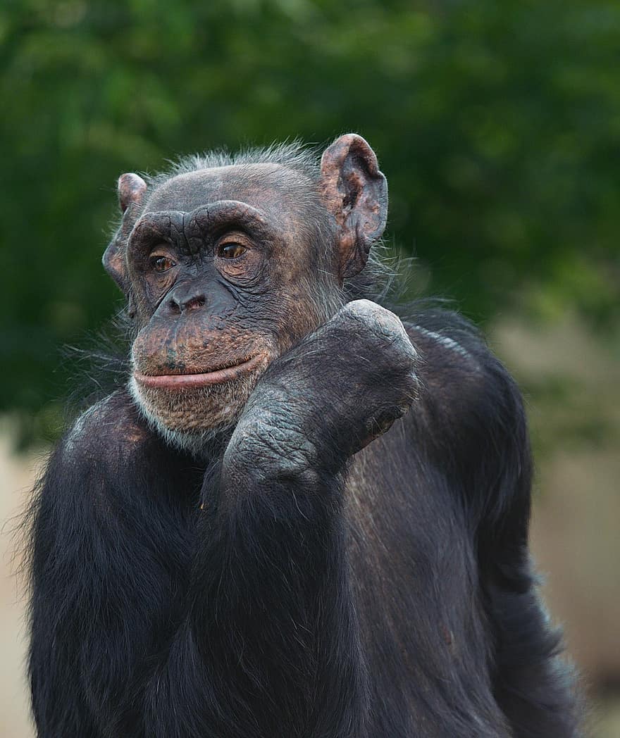chimp, šimpanzė, gyvūnas, žinduolių, primatas, laukinės gamtos