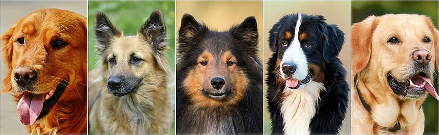 犬、犬のコラージュ、フォトコラージュ、ペット、友達、かわいい犬、茶色の犬