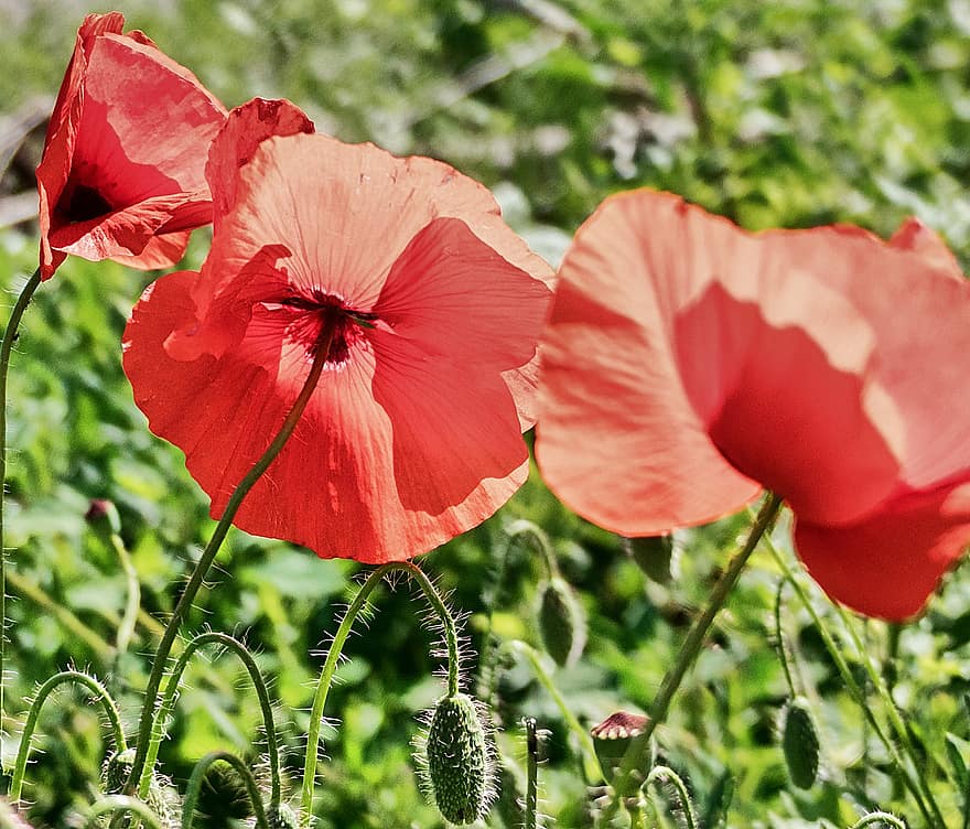Poppies, Red Poppies, Red Flowers, Flowers, Nature, Garden, Bloom