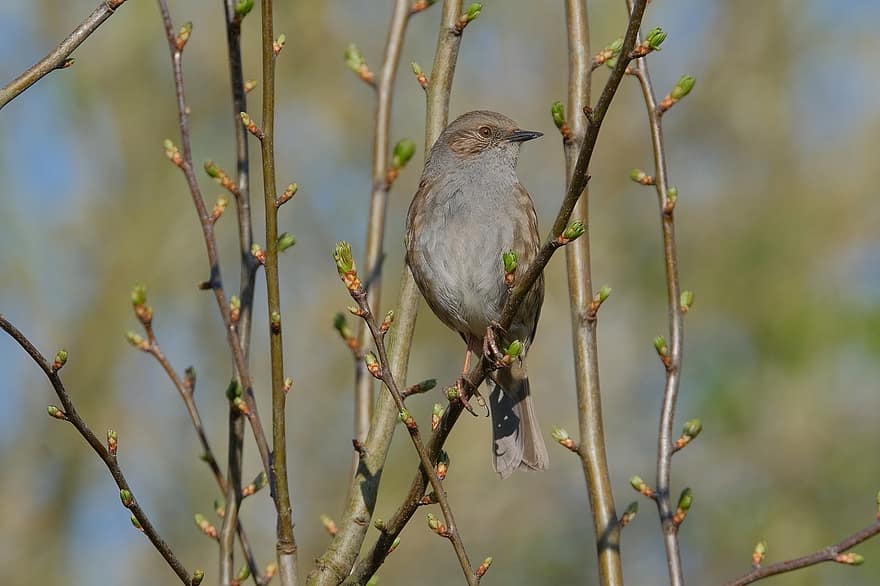 paukštis, dunnock, plunksnos, laukinės gamtos, ornitologija, pavasaris