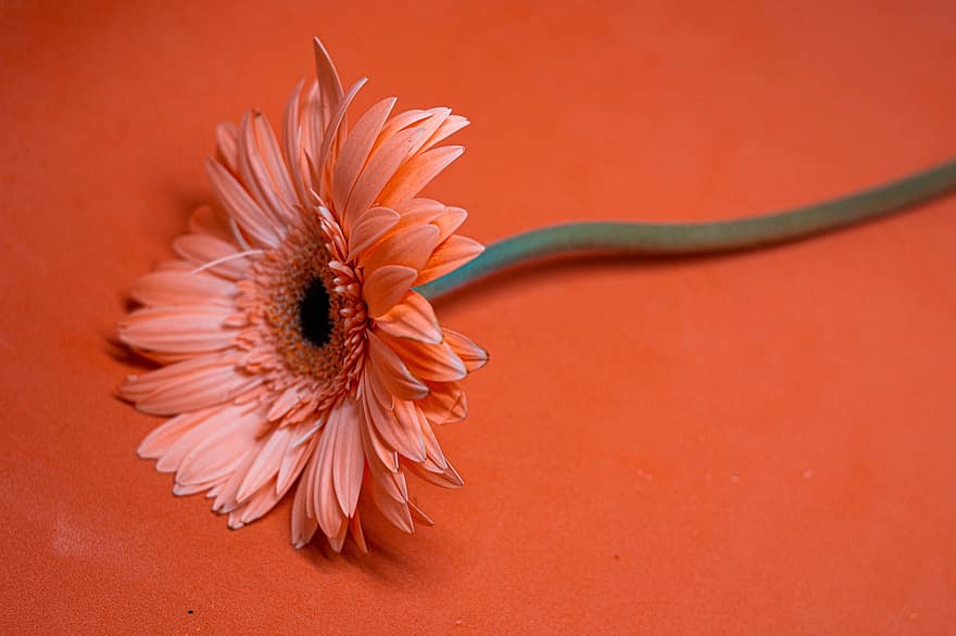transvaal daisy, gerbera, floare portocalie, floare, floră, a închide, petală, plantă, o singură floare, vară, margaretă