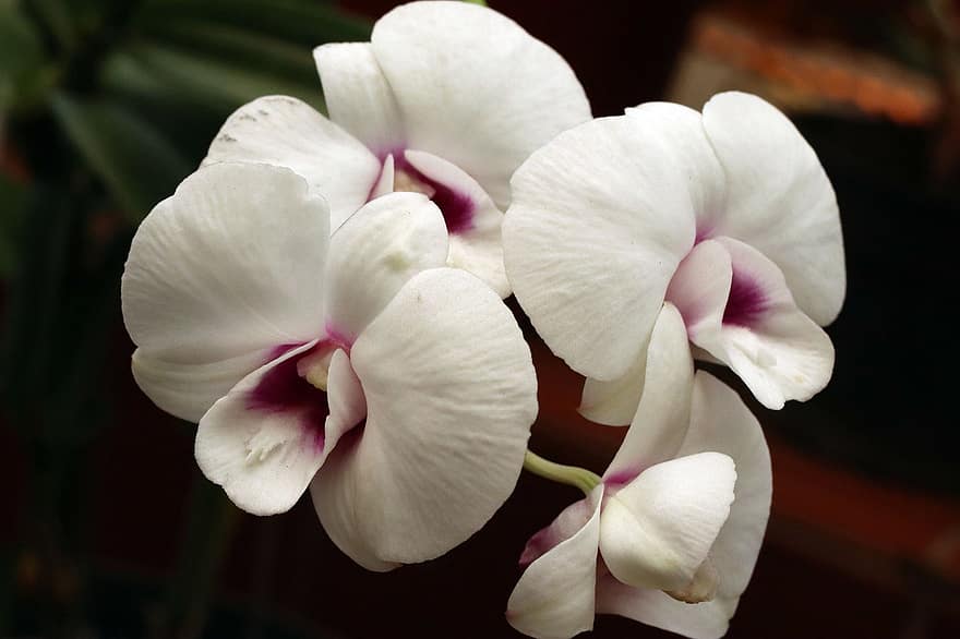 orkideer, blomster, hvide blomster, kronblade, orkidé kronblade, hvide kronblade, flor, blomstre, flora, natur