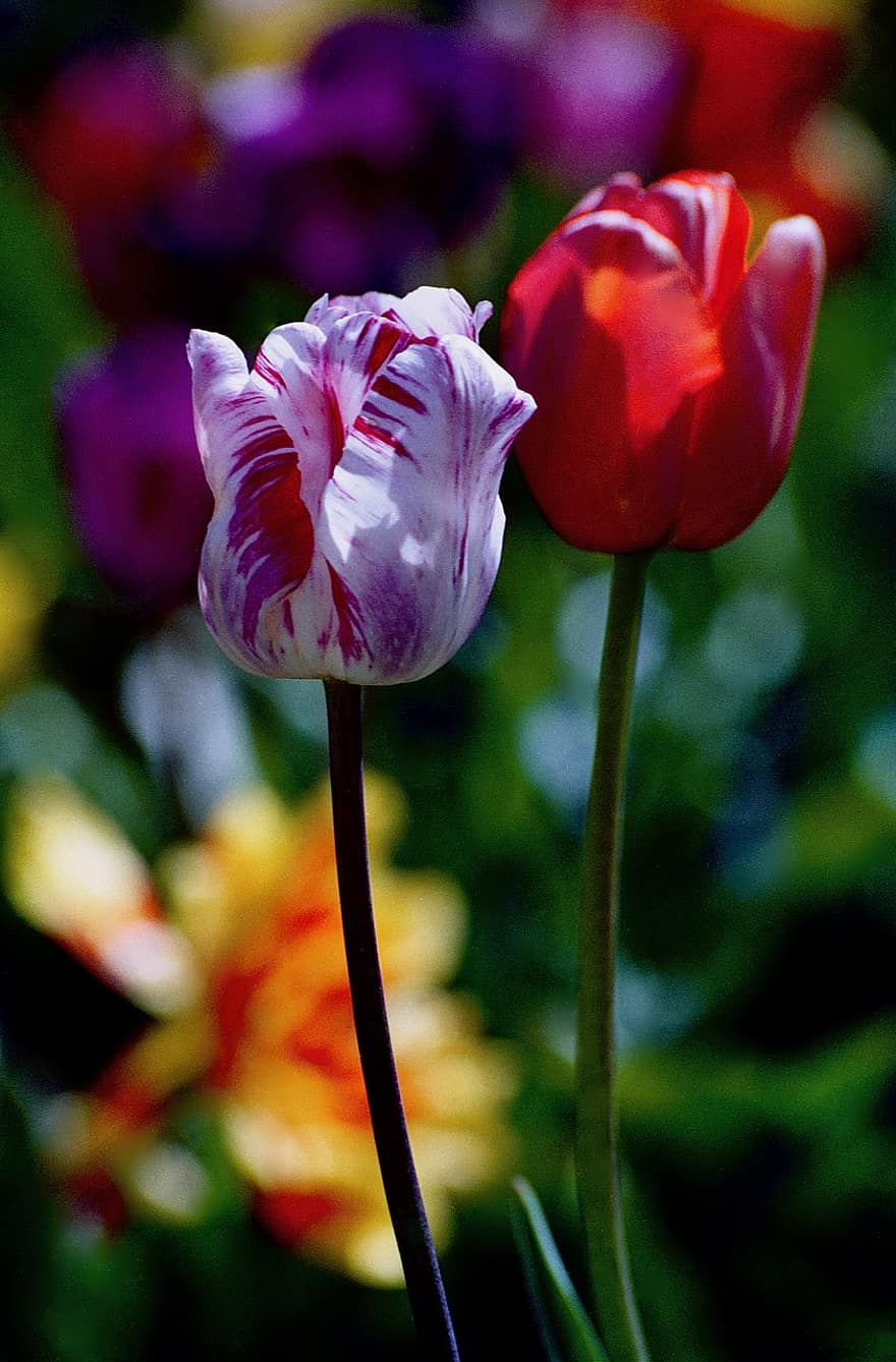 tulipaner, blomster, par, flor, blomstre, kronblade, flora, blomsterdyrkning, havebrug, botanik, natur