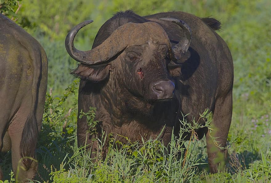 bøffel, cape buffalo, afrikansk buffalo, horn, okse, dyreliv, natur, tarangire nasjonalpark, vill, ungulate, vanskelig