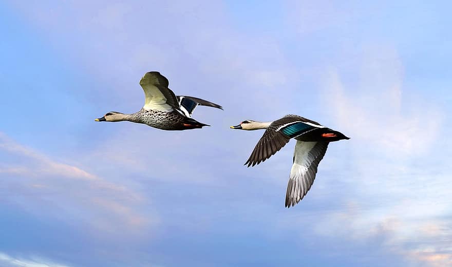 ænder, fugle, Spot Billed Ducks, flyvende, vinger, fjer, fjerdragt, migrere, aviær, ornitologi, Spot Billed Duck Flying