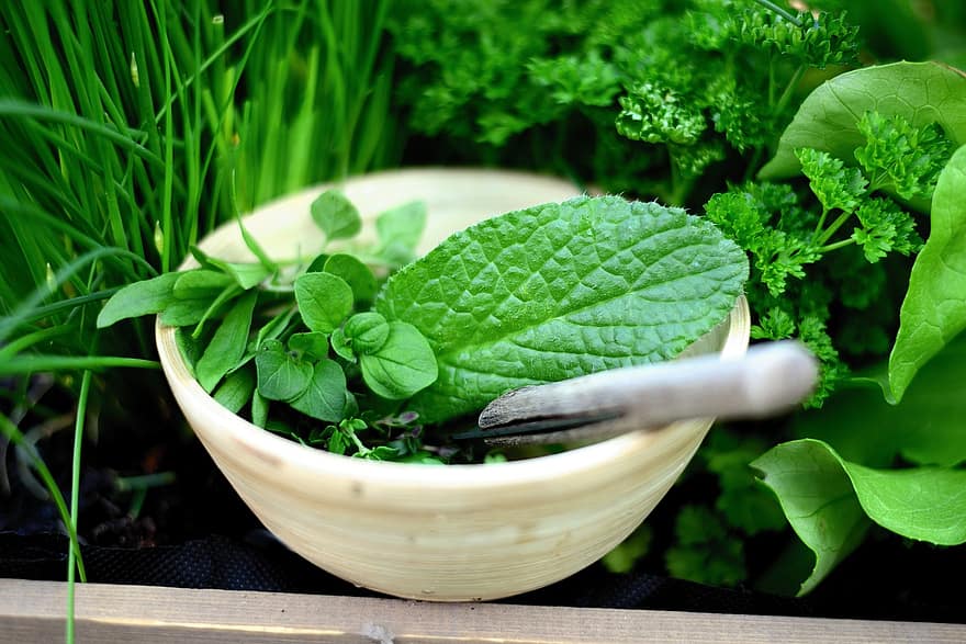 gyógynövények, levelek, tál, kulináris gyógynövények, organikus, egészséges, növény