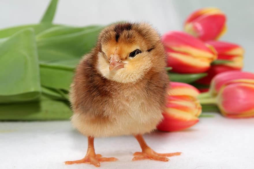 Bird, Chick, Ornithology, Species, Fauna, Avian, Animal, Flower, Tulips, Fluffy, Feathers