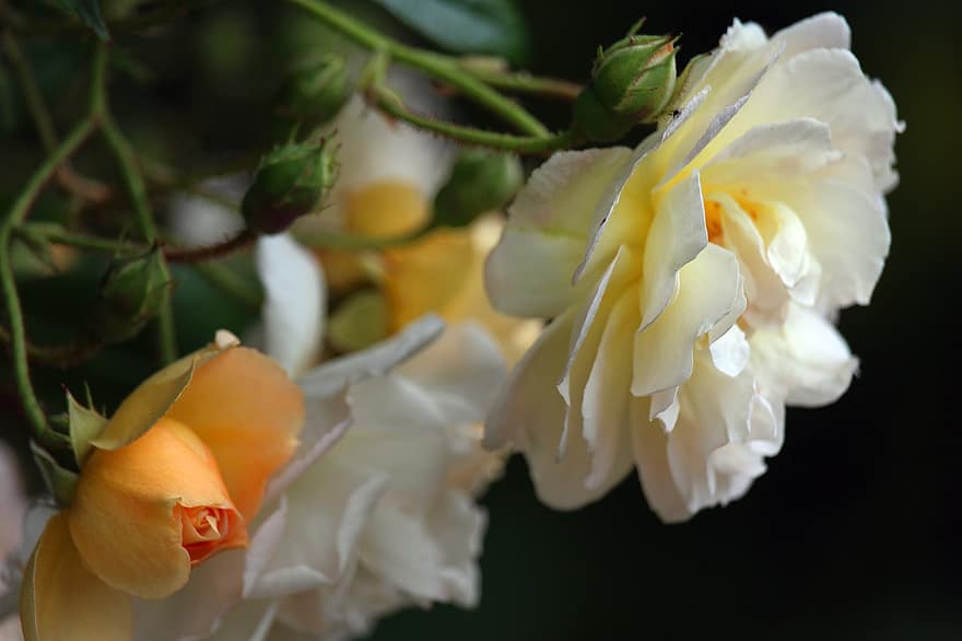 ghislaine de filigonde、クライミングローズ、ローズ、花、咲く、ロマンチック、庭園、美しさ、バラの花、ローズブッシュ、自然