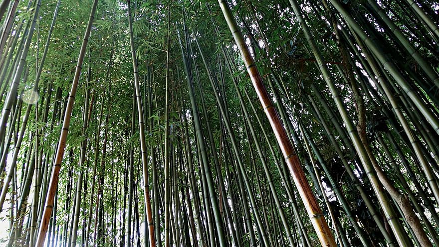 bambú, plantación, caña, planta, verde, Asia