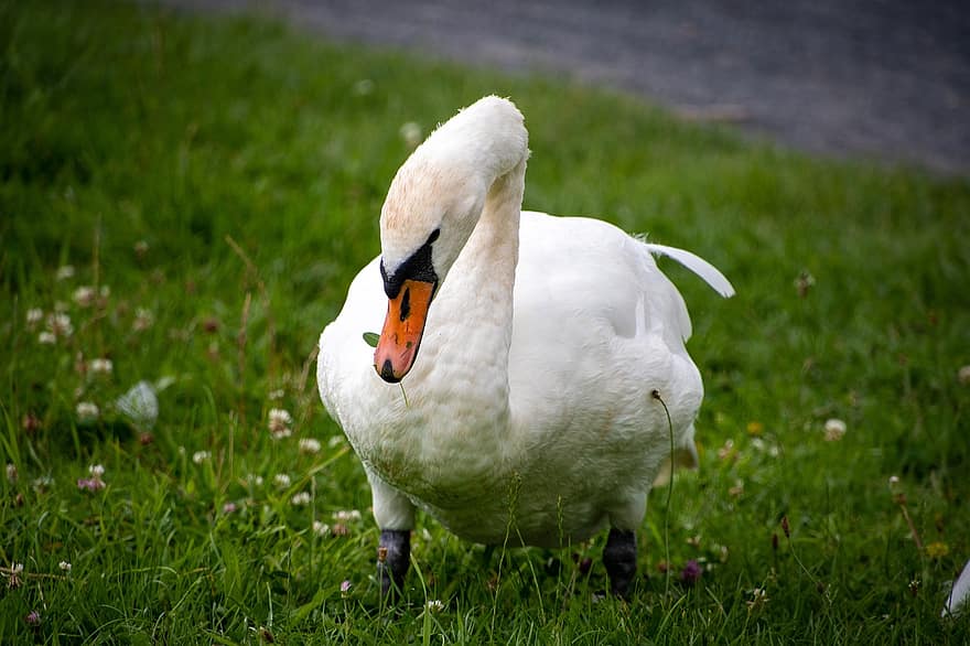 Swan, Water Bird, White Plumage, Beak, Ornithology