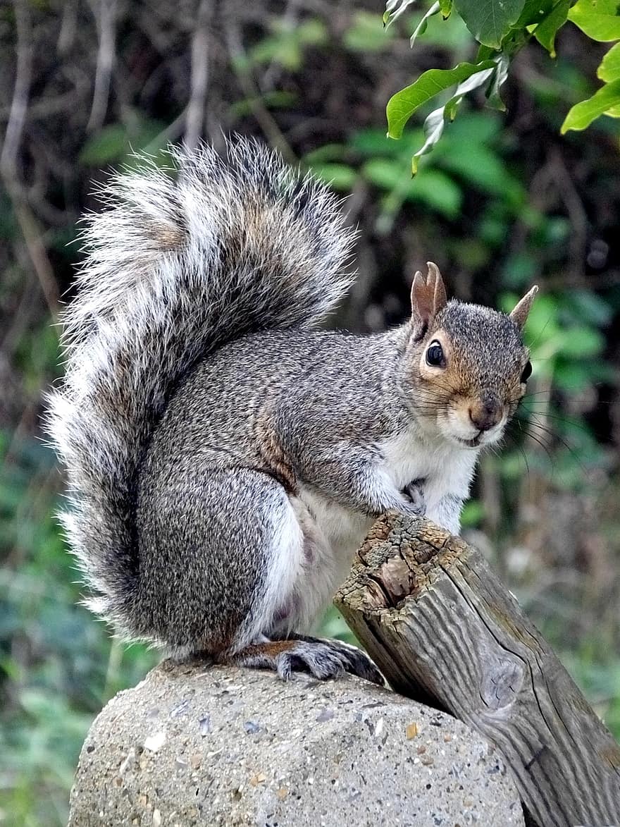 scoiattolo grigio, scoiattolo, animale, roditore, peloso, soffice, coda, seduta, inviare, giardino, natura
