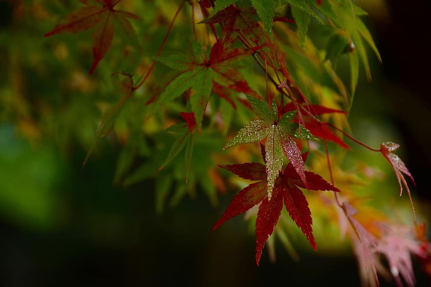 arce japonés, hojas, otoño, Rocío, mojado, gotas de rocío, hojas de arce, hojas rojas, follaje, rama, árbol