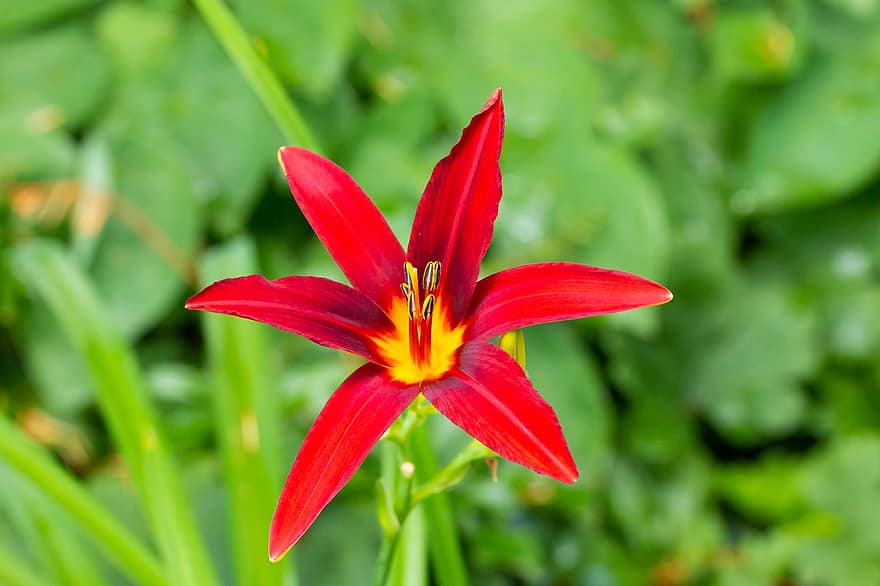 Lily, Flower, Blossom, Bloom, Plant, Summer, Lilies, Ornamental Plant, Close Up, Flower Garden, Blossomed