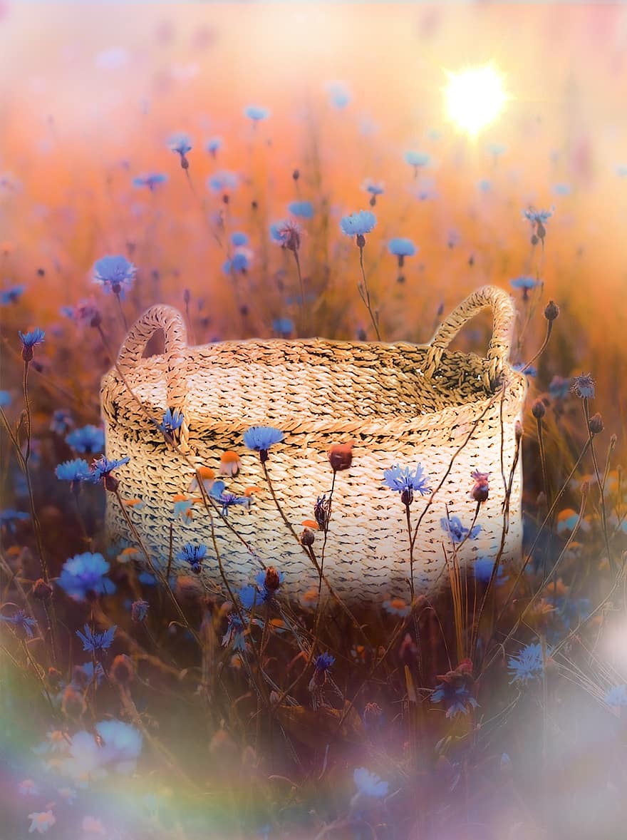 Basket, Flowers, Garden, Dried Flowers, Blue Flowers, Meadow, Sunny, Sun, Sunlight, Baby Background, Baby Photography