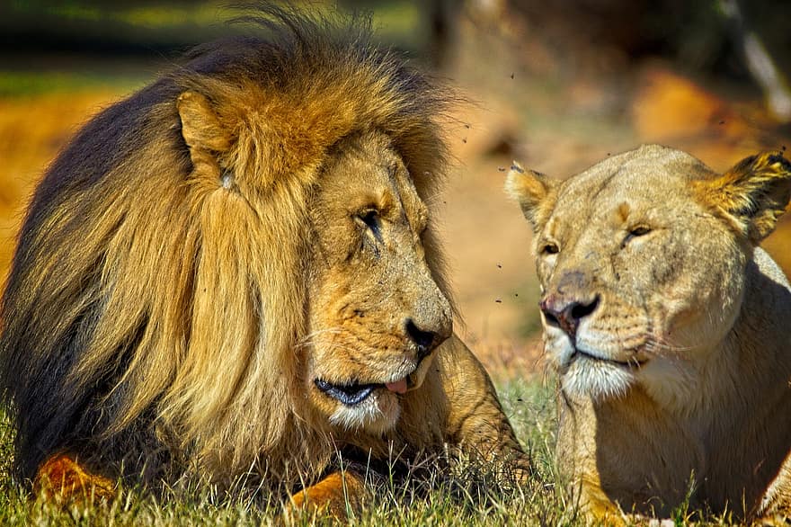 lev, král, lvice, predátory, hříva, divoký, divoká zvířata, velké kočky, Kočkovitý, volně žijících živočichů, fotografování divoké zvěře