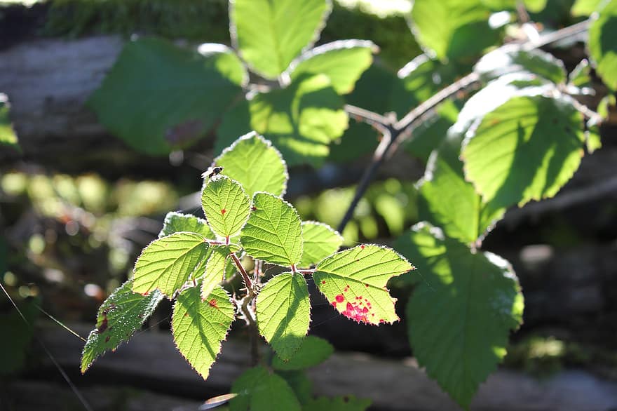 Blackberry Plant, Blackberry Leaves, Bush