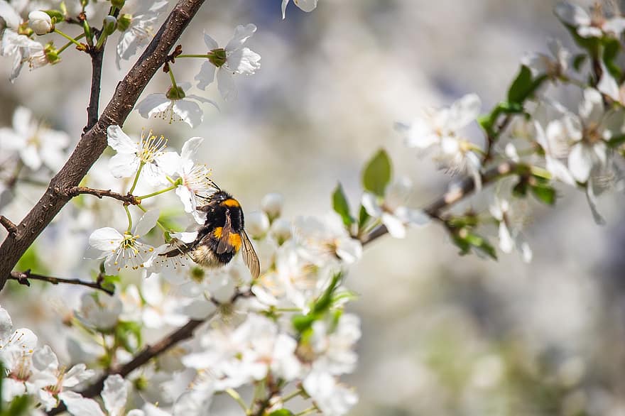 yaban arısı, böcek, Kiraz çiçeği, Çiçekler, ağaç, bahar, Beyaz çiçekler, polen, tozlaşma, sporlar, yaprakları