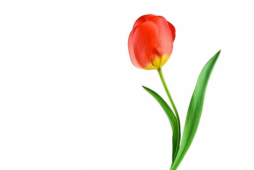 tulipán, flor, planta, pétalos, floración, hoja