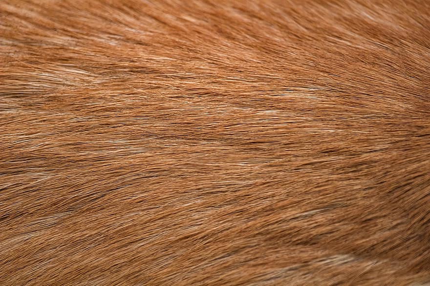pele, peludo, cão, animal, cabelo, textura
