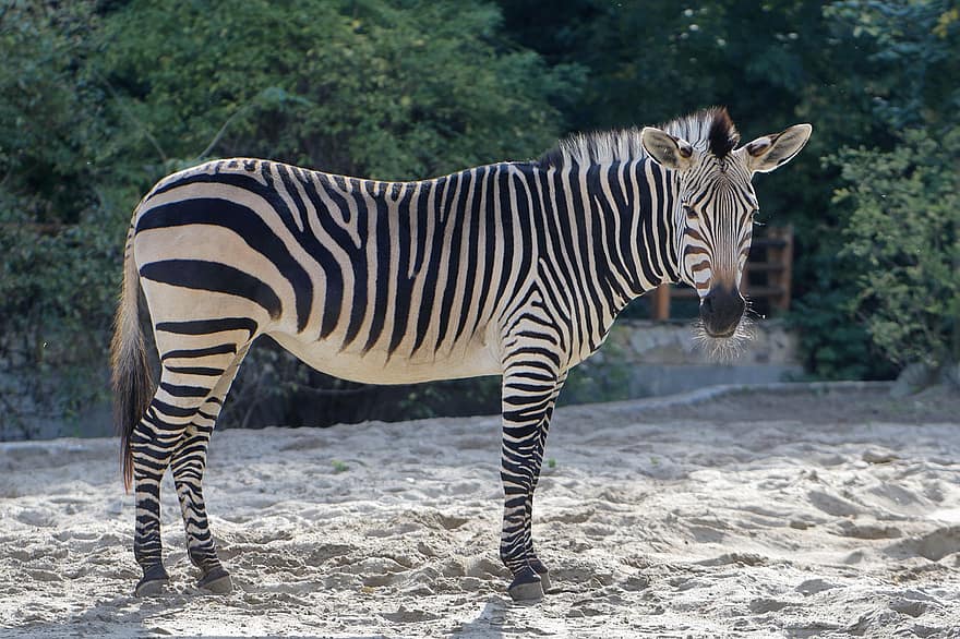 gyvūnas, zebras, žinduolių, arklinių šeimos gyvūnai, rūšis