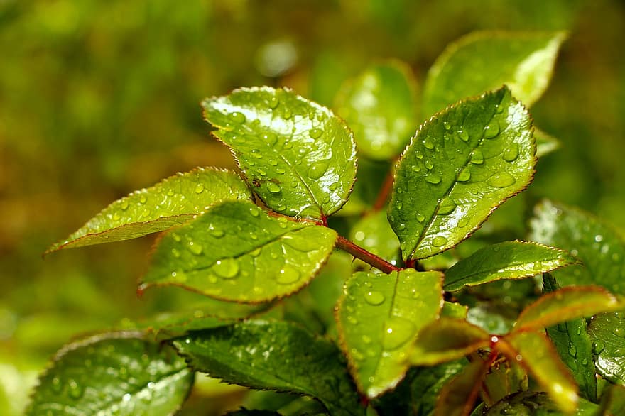 φύλλα, κήπος, φύλλωμα, δροσιά, άνοιξη, σταγόνες βροχής, φύλλο, πράσινο χρώμα, γκρο πλαν, φυτό, φρεσκάδα